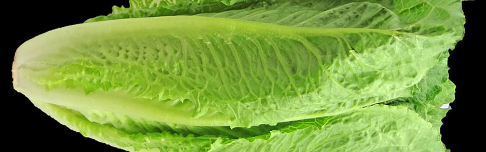 romaine lettuce