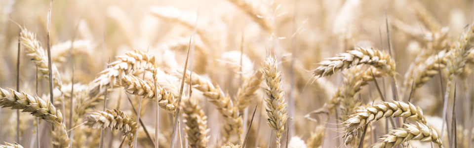 wheat field