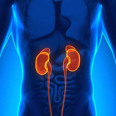 biological kidney