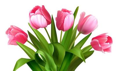 pink tulips